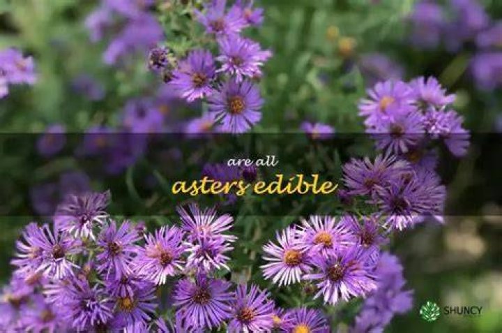 Are all asters edible