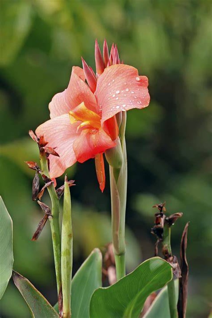 Are all cannas edible