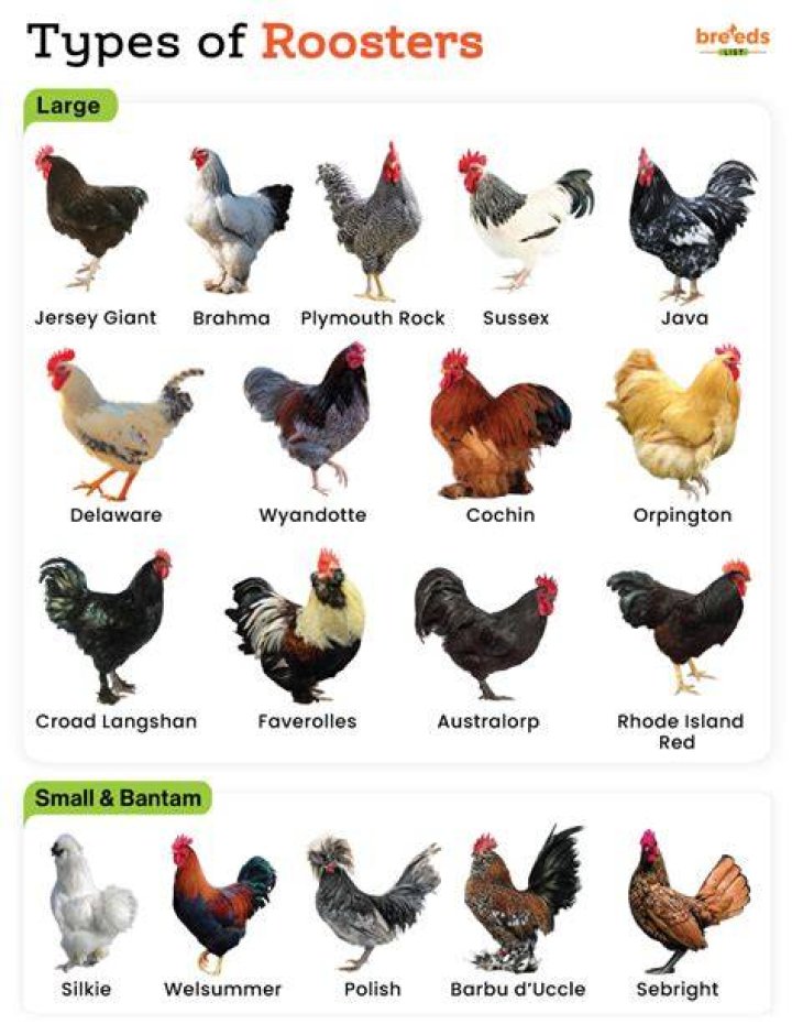 Are all roosters male