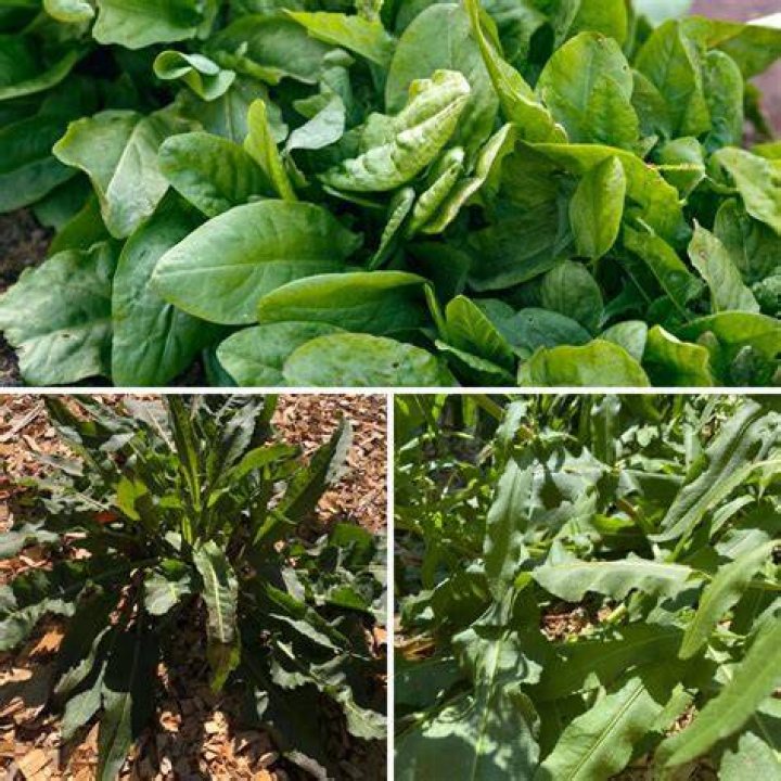 Are all sorrel edible