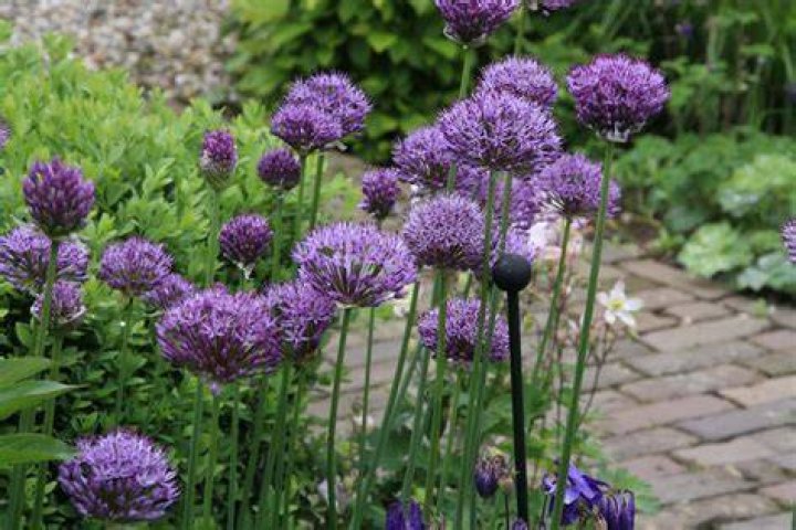 Are alliums Evergreen
