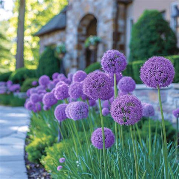 Are alliums perennial