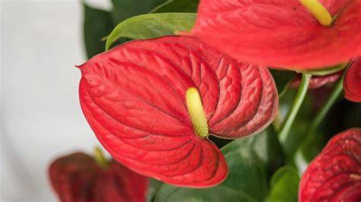Are Anthurium flowers
