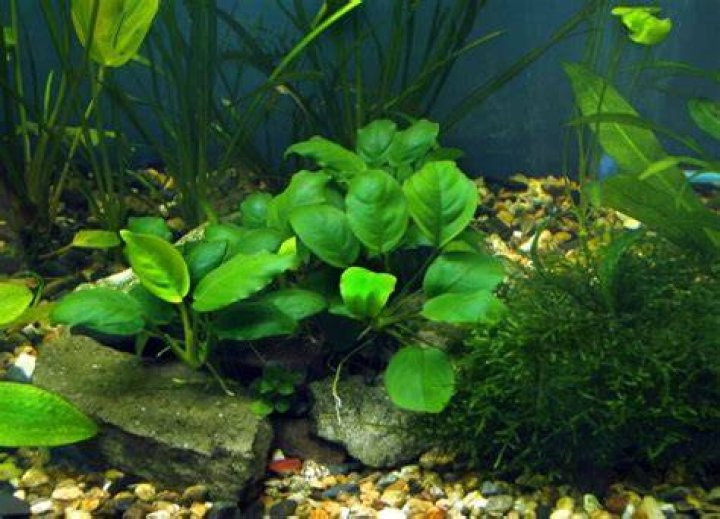 Are anubias low light