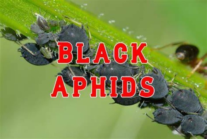 Are aphids ever black