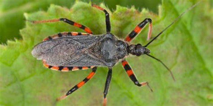 Are assassin bugs bad