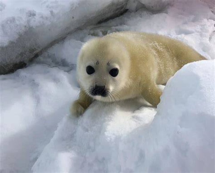 Are baby seals white