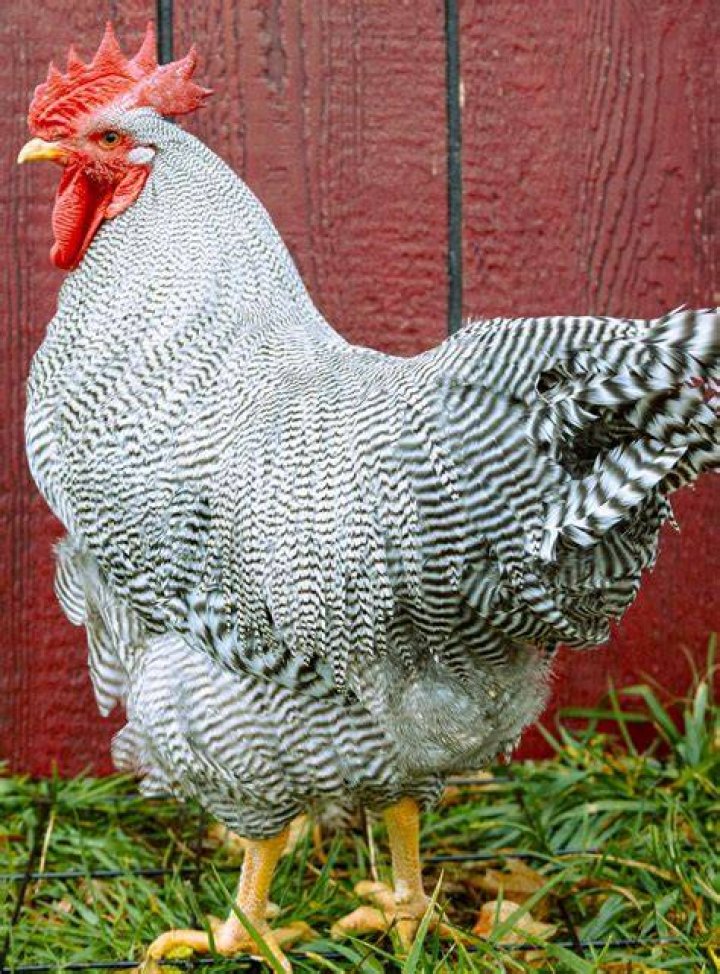 Are Barred Rocks big