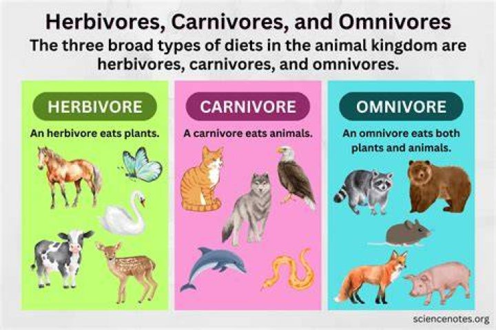 Are beetle carnivores
