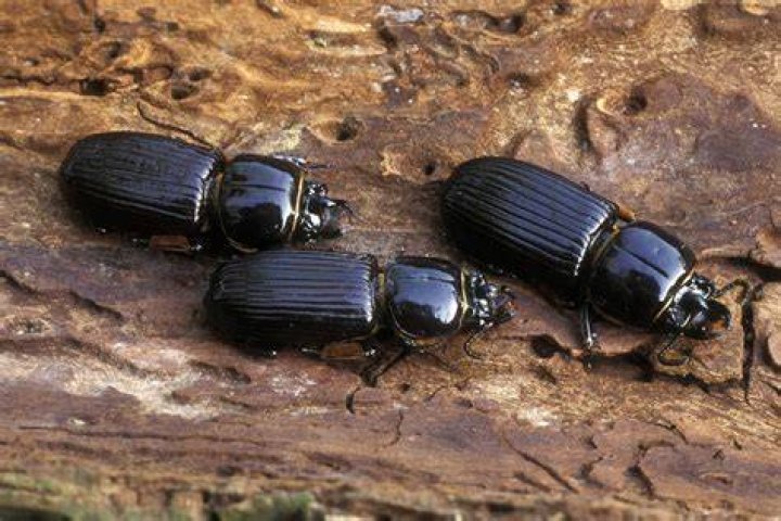 Are Bess beetles bad