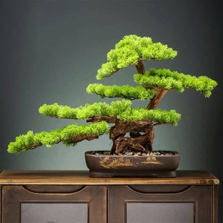 Are bonsai trees fake