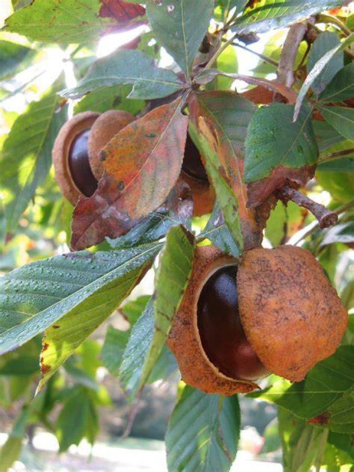 Are buckeye trees bad