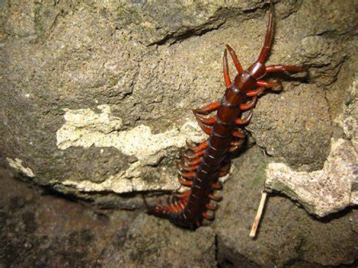 Are bugs bad in Maui