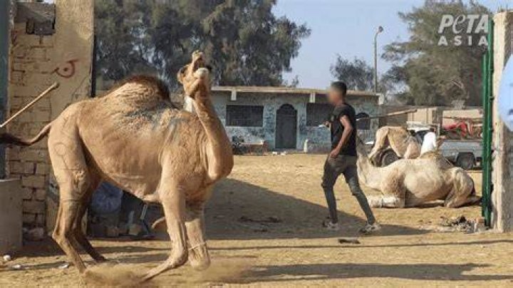 Are camel rides cruel