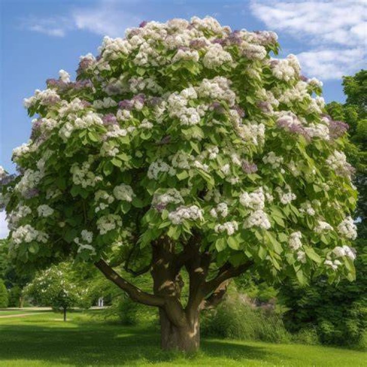 Are catalpa trees bad