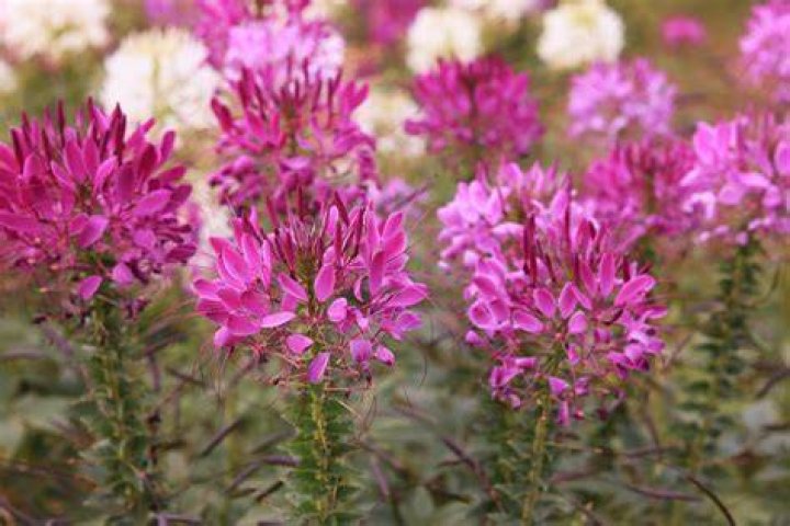 Are cleome perennials