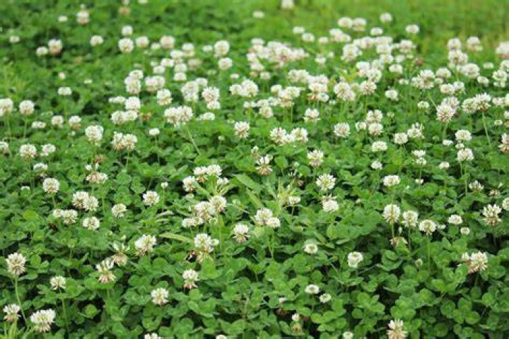 Are clover weeds good
