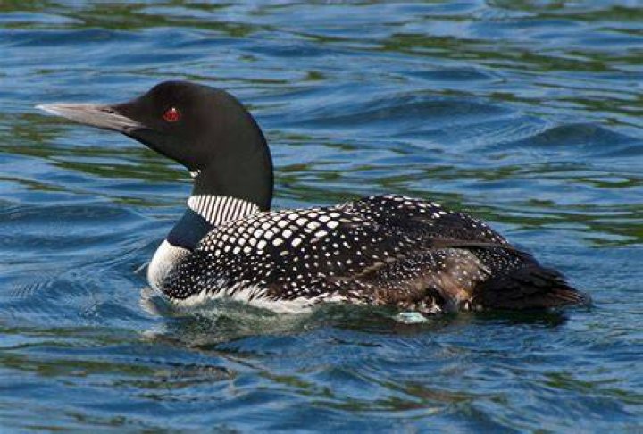 Are common loons rare