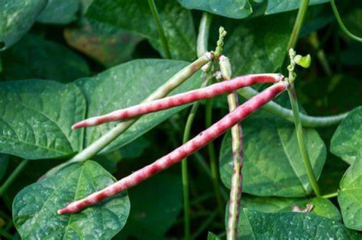 Are cowpeas perennial