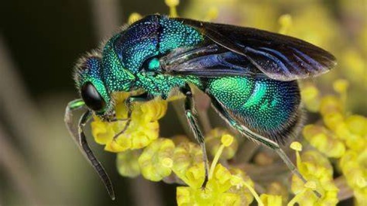 Are cuckoo wasps rare