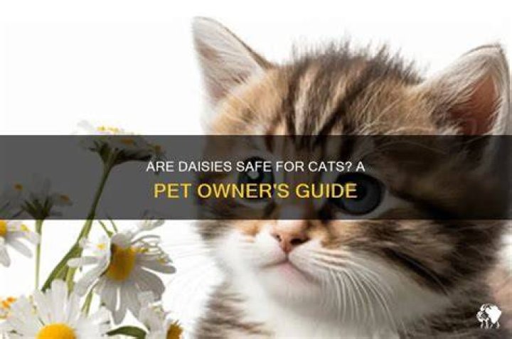 Are daisies pet safe