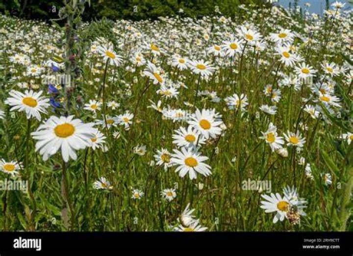 Are daisy wildflowers