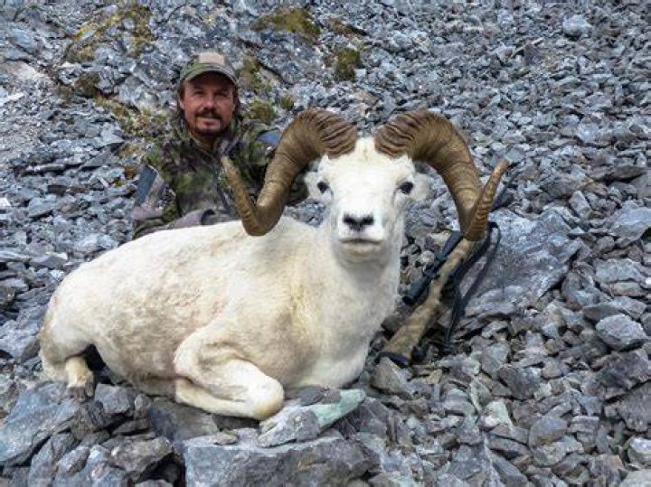 Are Dall sheep hunted