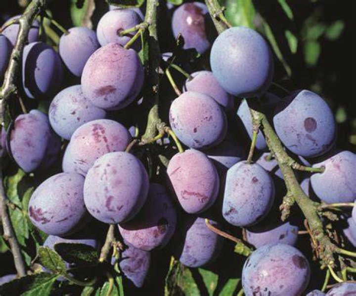 Are damsons poisonous