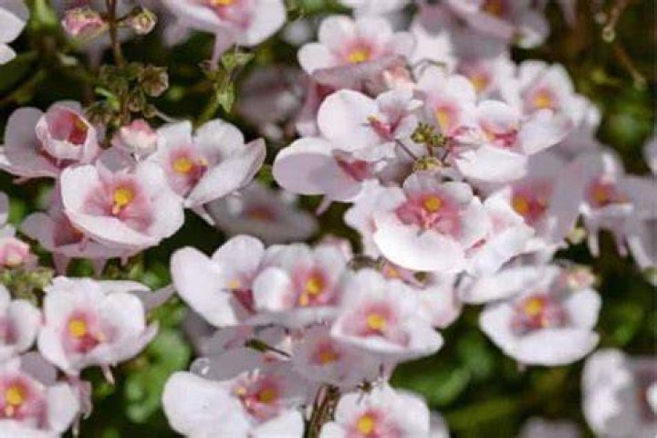 Are Diascia poisonous