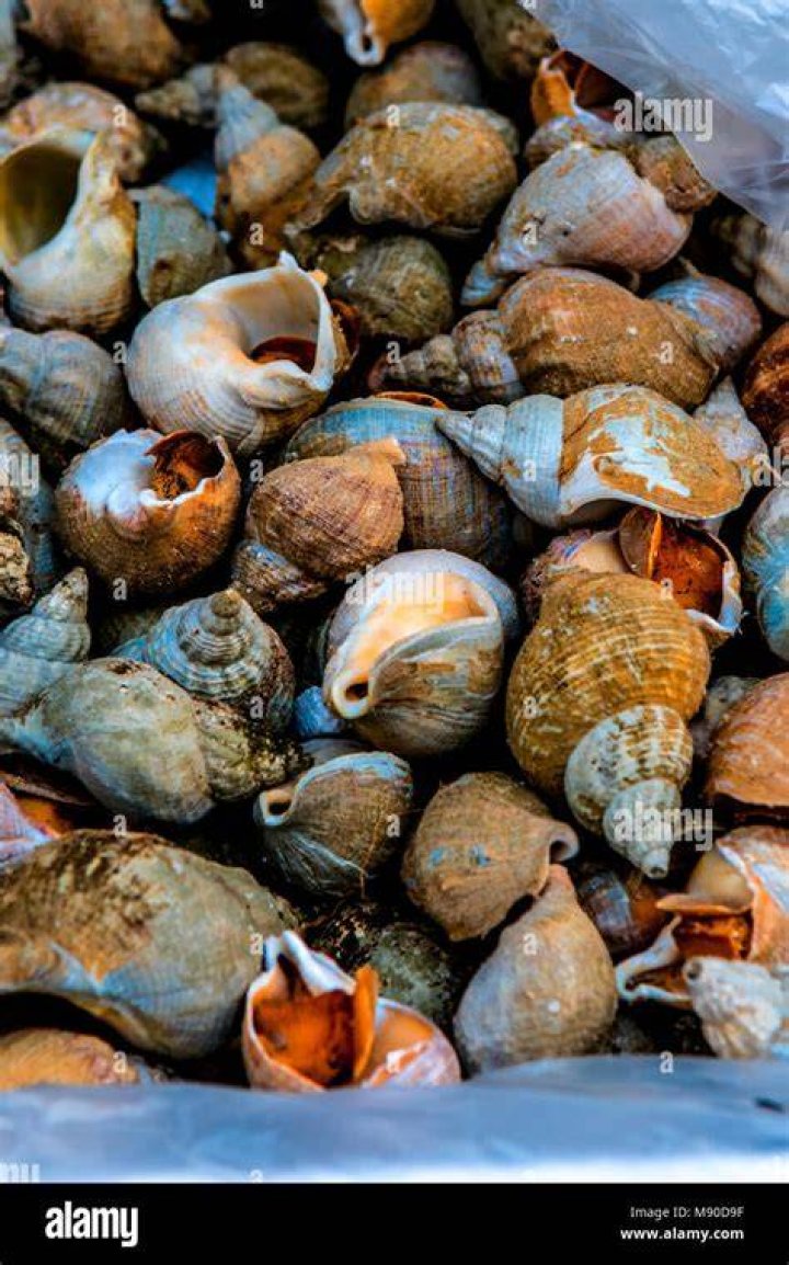 Are dog whelks edible