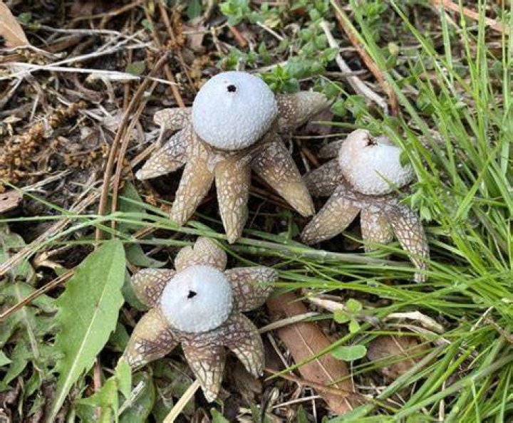 Are Earthstars toxic