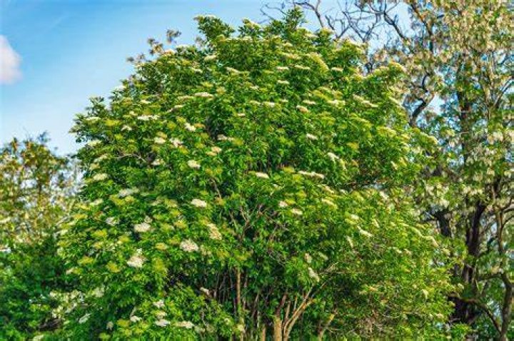 Are Elder trees toxic