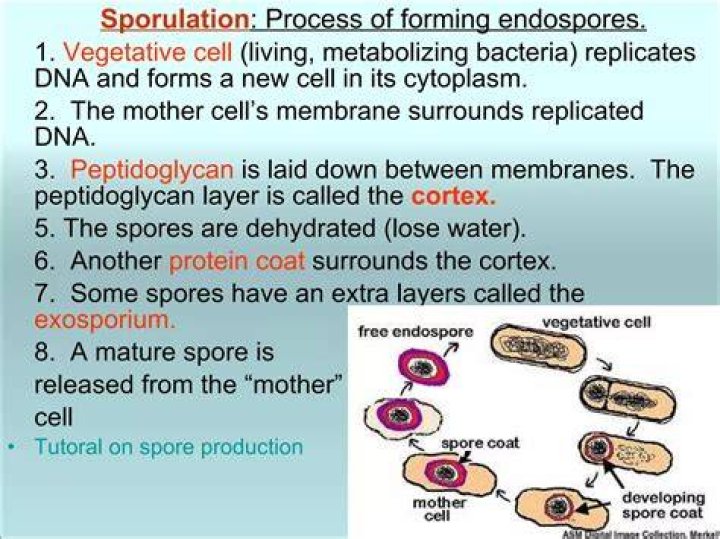 Are endospores living