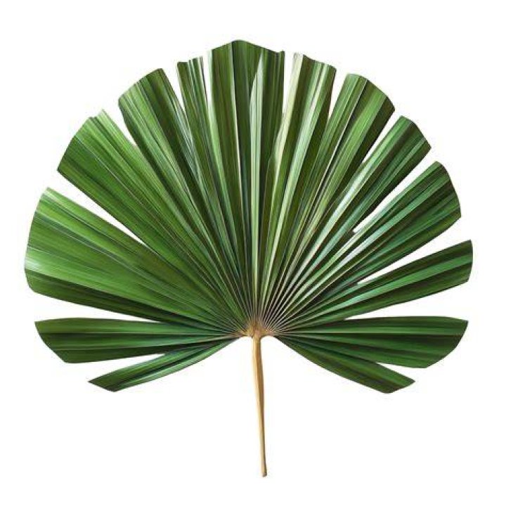Are fan leaves usable