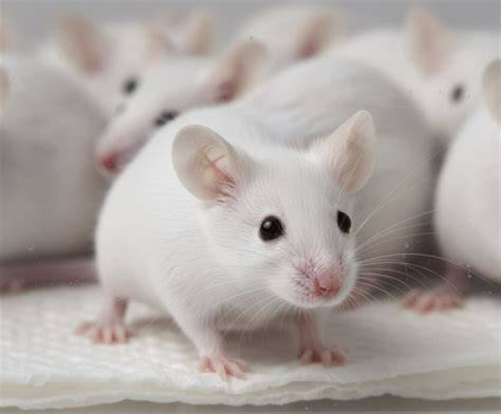 Are feeder mice blind