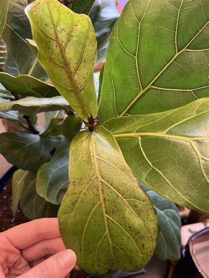 Are fig leaves toxic