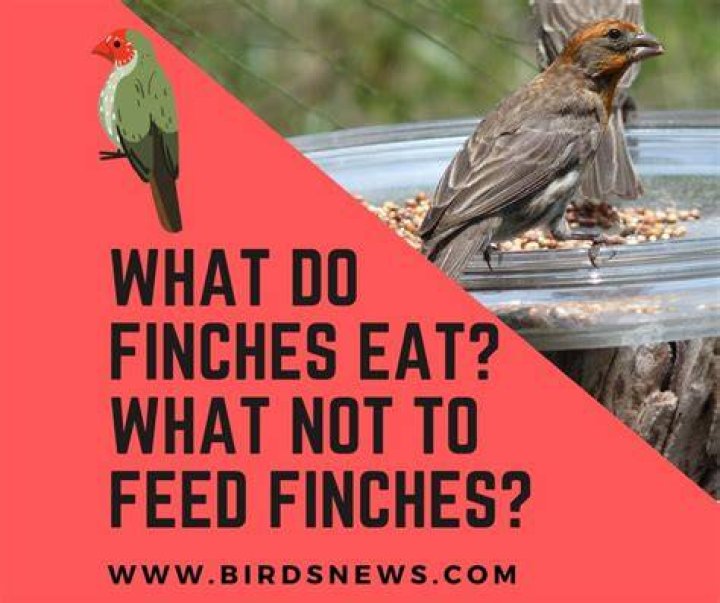 Are finches omnivores