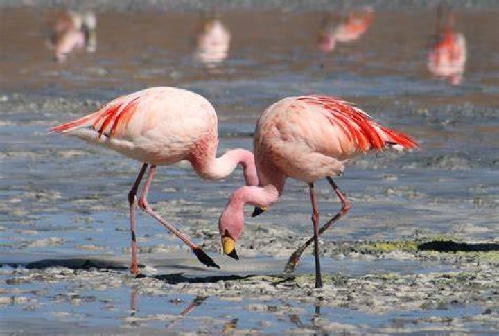 Are flamingos violent