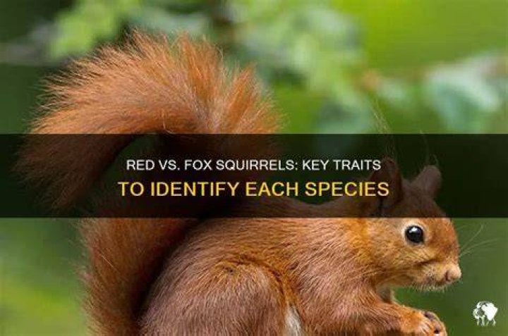 Are fox squirrels red