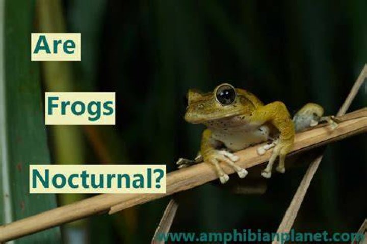Are frogs crepuscular