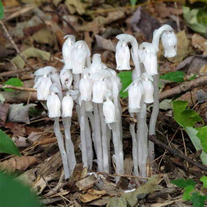 Are ghost pipes rare