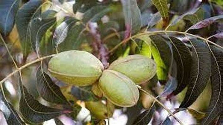 Are green pecans ripe