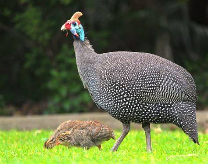 Are guinea hens noisy
