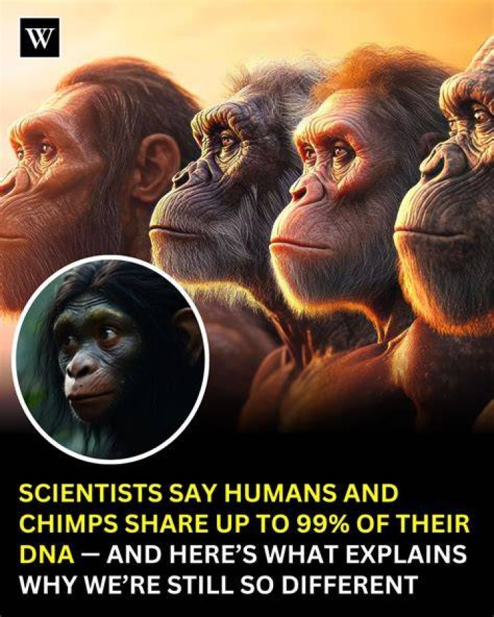 Are humans 99% chimps