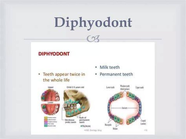 Are humans Diphyodont