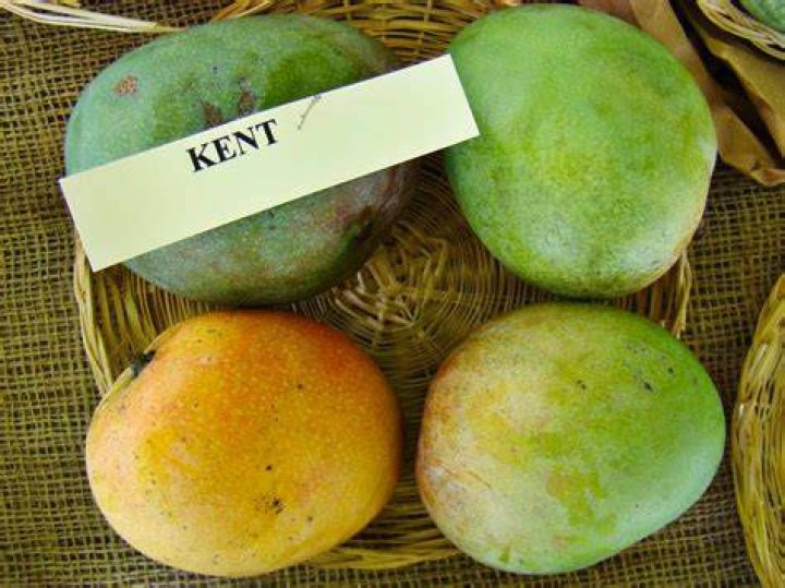 Are Kent mangos sweet
