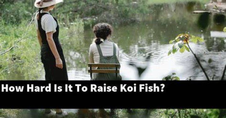 Are koi hard to raise