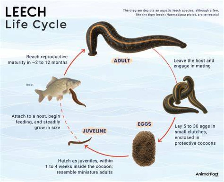 Are leeches painless
