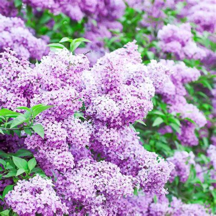 Are lilacs Evergreen