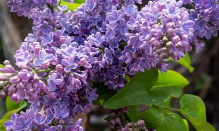 Are lilacs in season